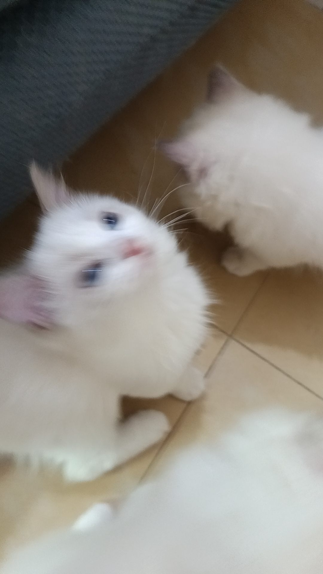 自己家养的布偶猫咪